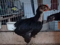 Ayam Cemani — photo 2