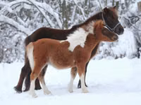 Caballo, American shetland pony — foto 6