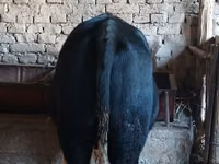 मवेशी (लॉट, लिंग निर्दिष्ट नहीं), Russian Black pied cattle — फ़ोटो 5