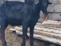 Boucs, Anatolian Black goats — photo 4