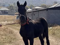 Kuda jantan, Arabian horse — foto 2