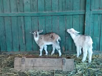 Cabras (lote, sexo no especificado), Saanen goat — foto 8
