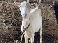 Chèvre, Dutch Landrace goats — photo 7