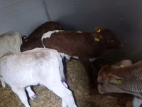 सांड, Simmental cattle — फ़ोटो 4