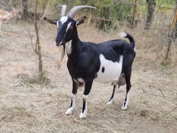 雌ヤギ, Toggenburg goat