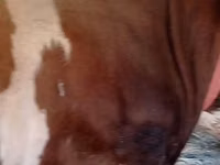 Taureau, Simmental cattle — photo 3