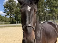 Cheval, Chevaux — photo 3