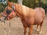 Kuda jantan, Horses — foto 2