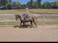 فرس, Kentucky mountain daddle horse — الصورة 6