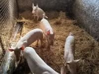 خنزير ذكر — الصورة 3