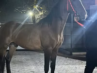 Hengst, Orlov Trotter — Foto 3