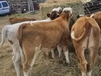 Rinder (Partie, Geschlecht nicht angegeben), Simmental cattle — Foto 7