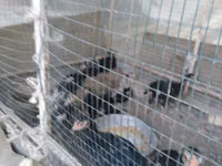 poules Shamo — photo 1