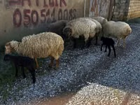 Ram, Sheep — photo 8