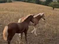 雌馬, Haflinger — 写真 2