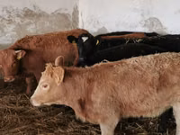 母牛, Cattle — 照片 1