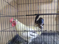Bantam japonesa — foto 5