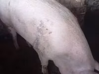 Babi betina — foto 2
