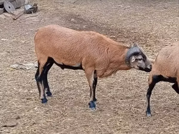 Bélier, Moutons