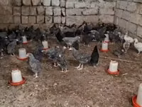 Chickens — foto 3
