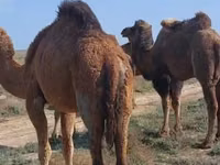 雌ラクダ, Nar-Maya camel — 写真 2
