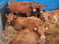 Rinder (Partie, Geschlecht nicht angegeben), Limousin-Kuh — Foto 6