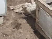 Turkeys — Foto 4
