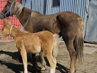 Jument, Altai horse — photo 1