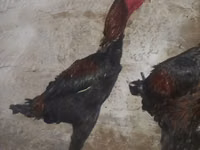 ऑस्ट्रेलियन पिट गेम फाउल — फ़ोटो 1