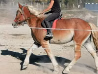 حصان, Gypsy horse — الصورة 5