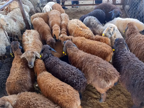 Domba jantan, Sheep