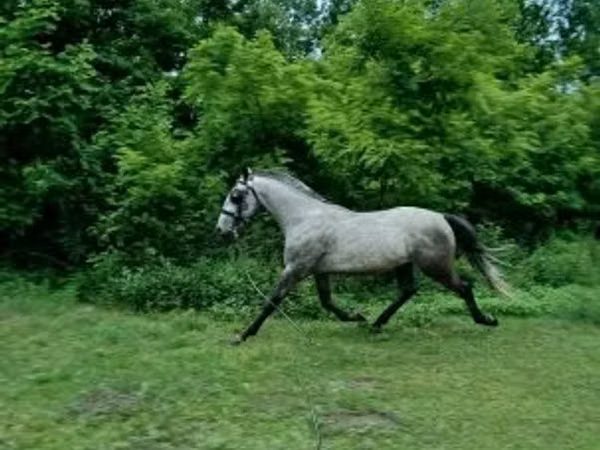 Caballo, Lipizzaner