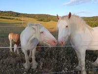 خيول (دفعة، الجنس غير محدد), Gypsy horse — الصورة 1
