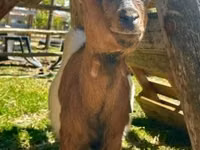 Goat, Nigerian dwarf goats — photo 3