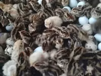 Quails — الصورة 1