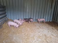 Babi jantan — foto 1