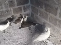 Blanco — foto 3