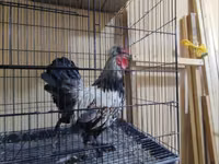Bantam japonesa — foto 3