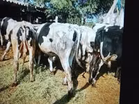 Banteng, Russian Black pied cattle — foto 1
