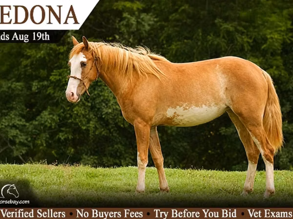 Yegua, American paint horse