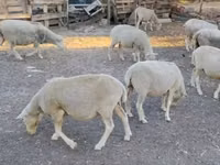 公羊, Ile-de-France sheep — 照片 3