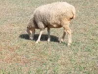 Domba betina, Sheep — foto 4