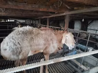 Domba jantan, Edilbay sheep — foto 7