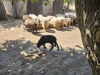 Domba jantan, Racka sheep — foto 1