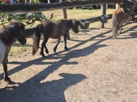 Kuda betina, Shetland Pony — foto 4