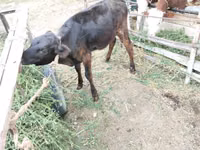 Vache, Bovins — photo 6
