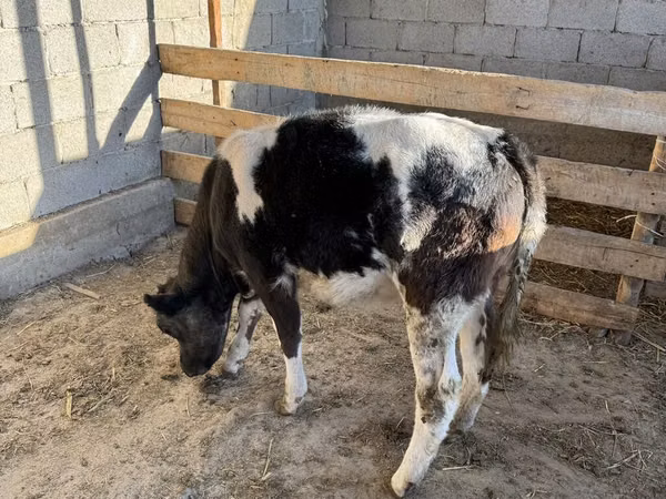 公牛, Belgian Blue