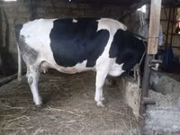 Kuh, Russian Black pied cattle — Foto 8