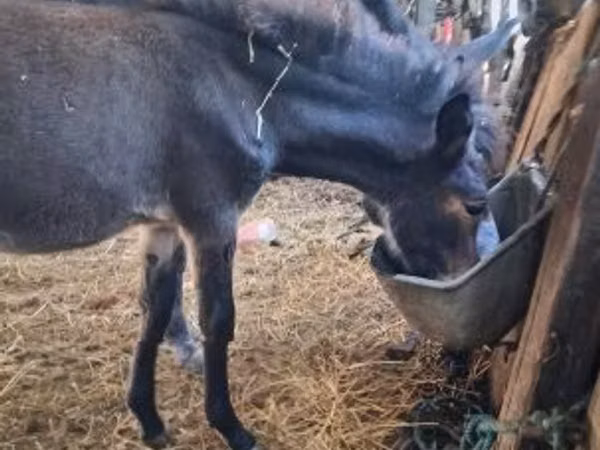 Jument, Chevaux