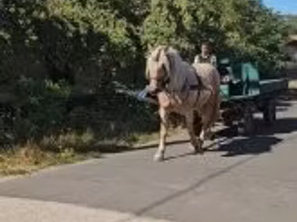 Кобыла, Лошади